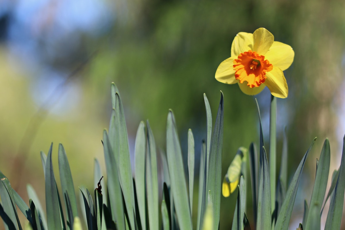daffodil-springtime